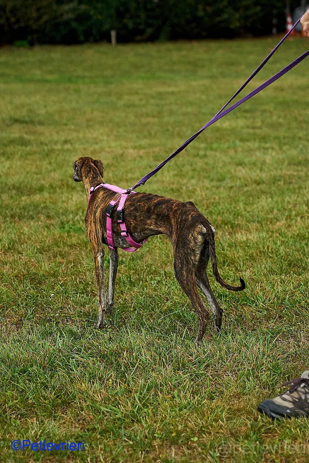 Sara adozione levrieri galgo 03