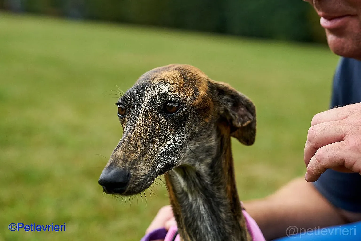 Sara adozione levrieri galgo 04