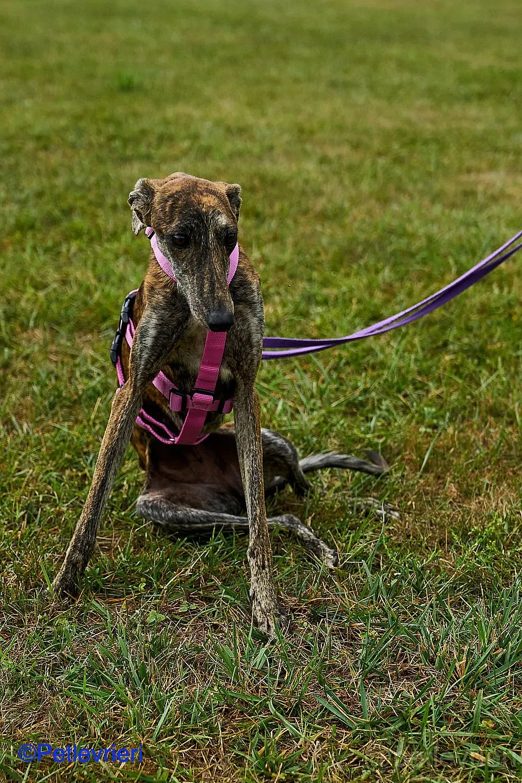 Sara adozione levrieri galgo 05