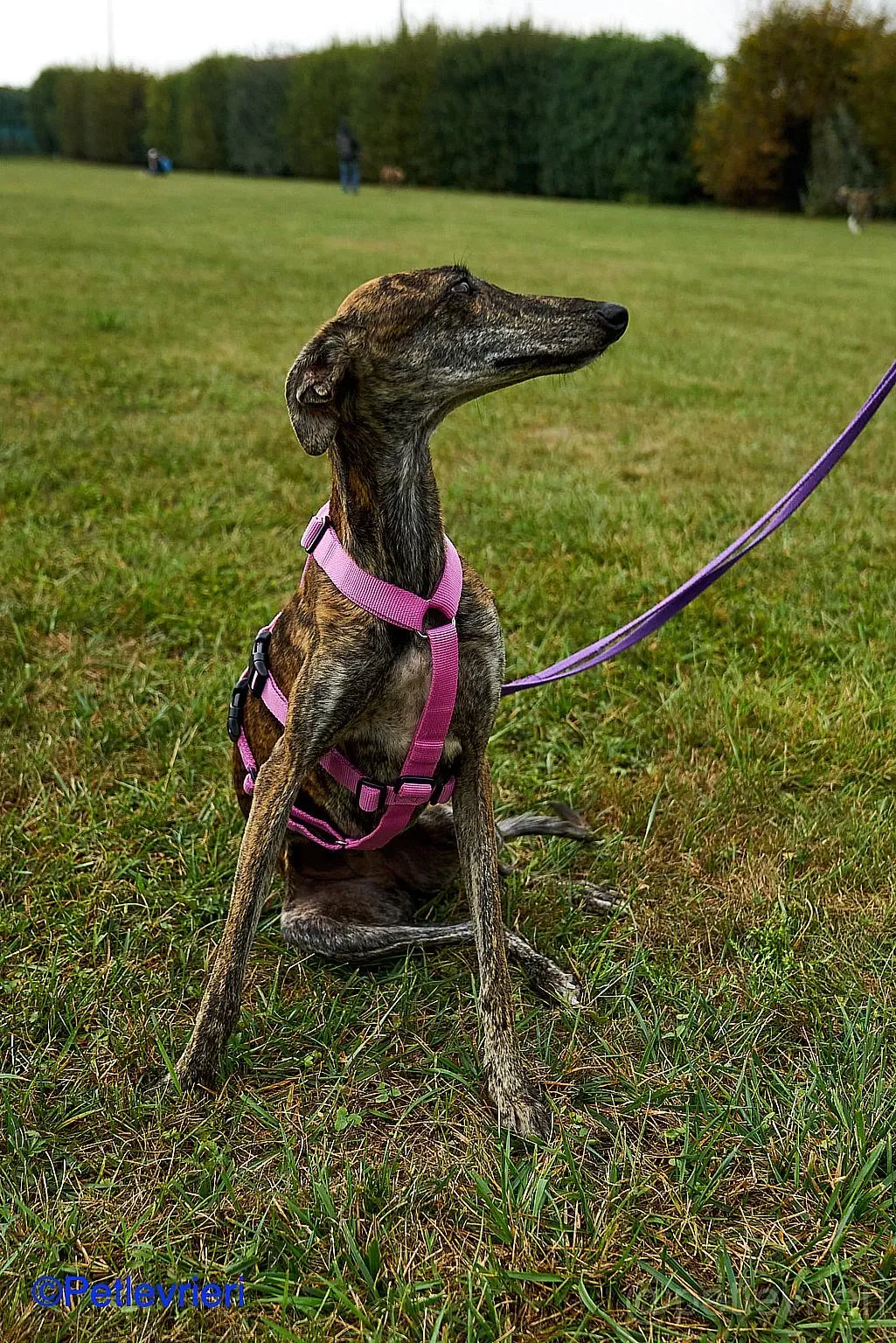 Sara adozione levrieri galgo 06