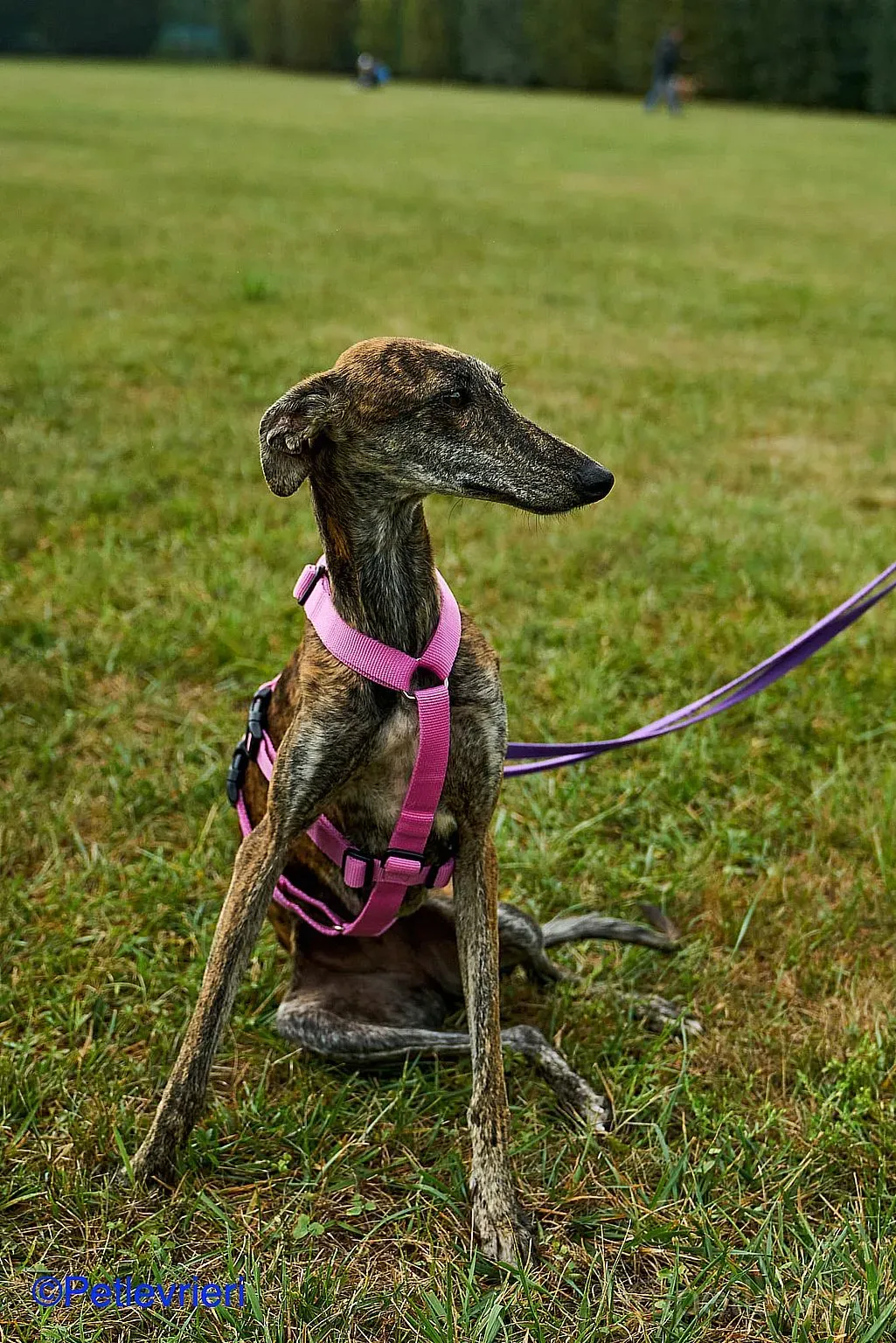 Sara adozione levrieri galgo 07