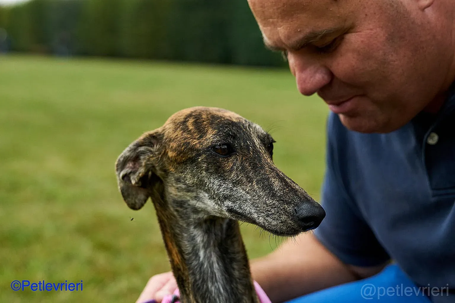 Sara adozione levrieri galgo 08