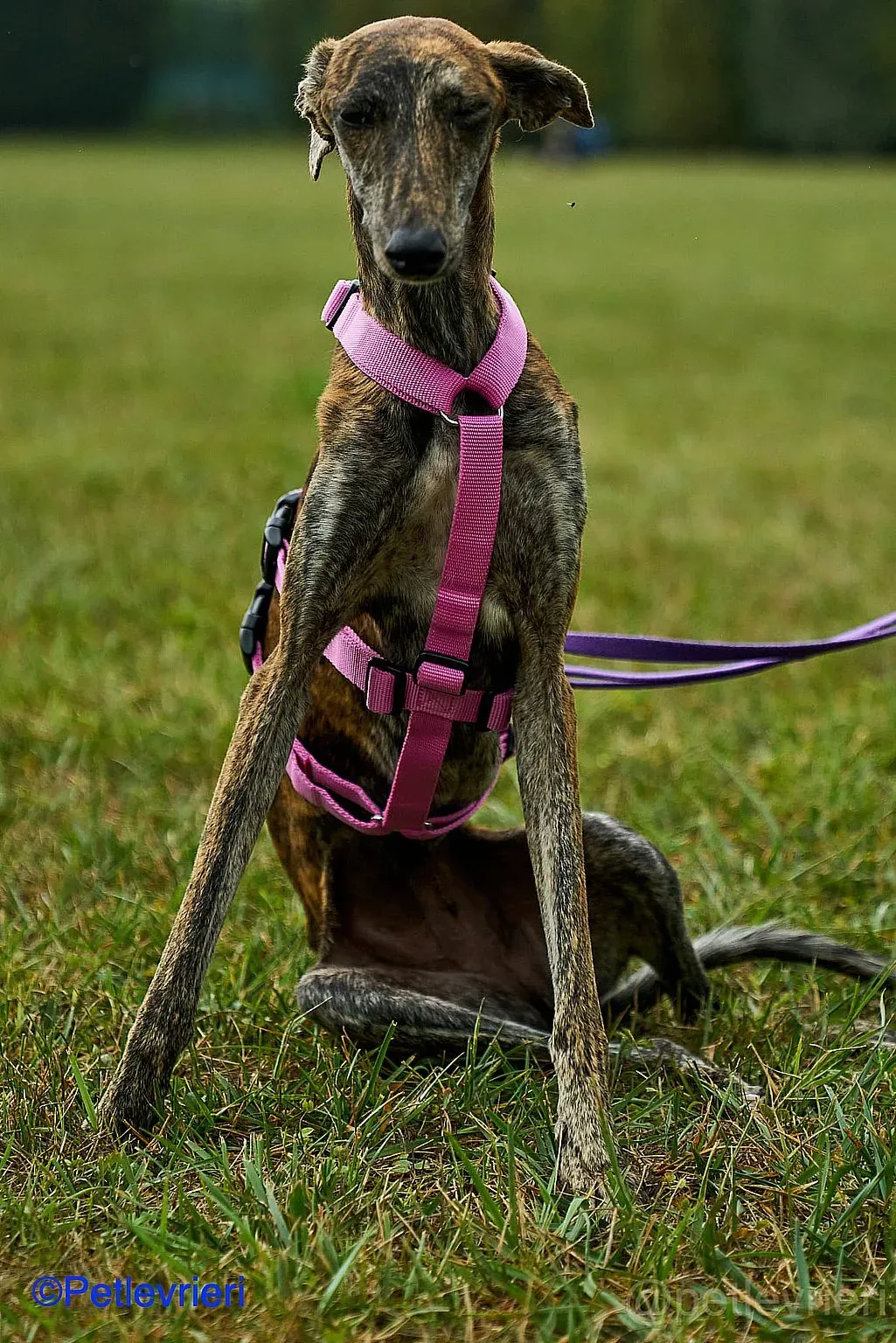 Sara adozione levrieri galgo 09
