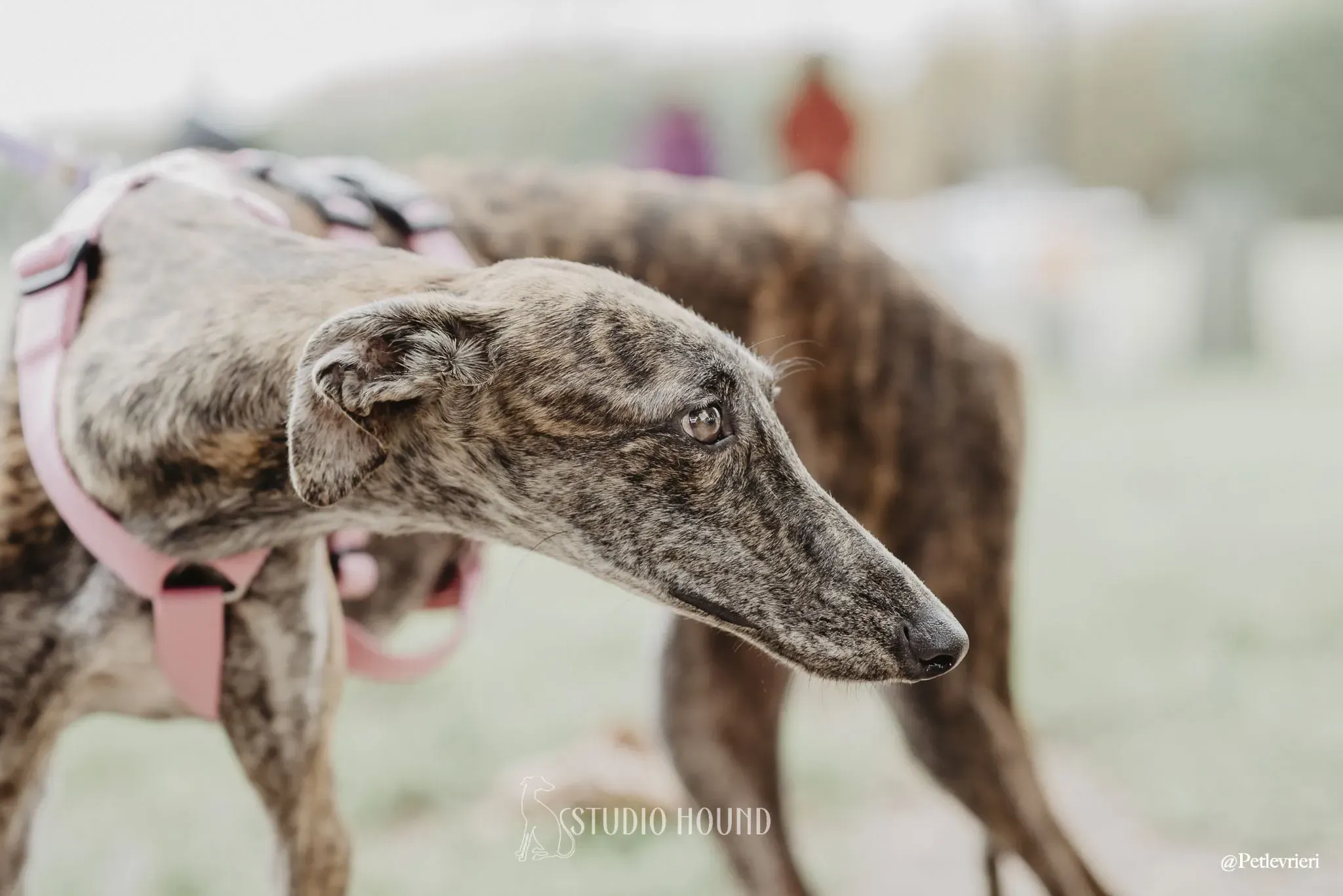 Sara adozione levrieri galgo 20