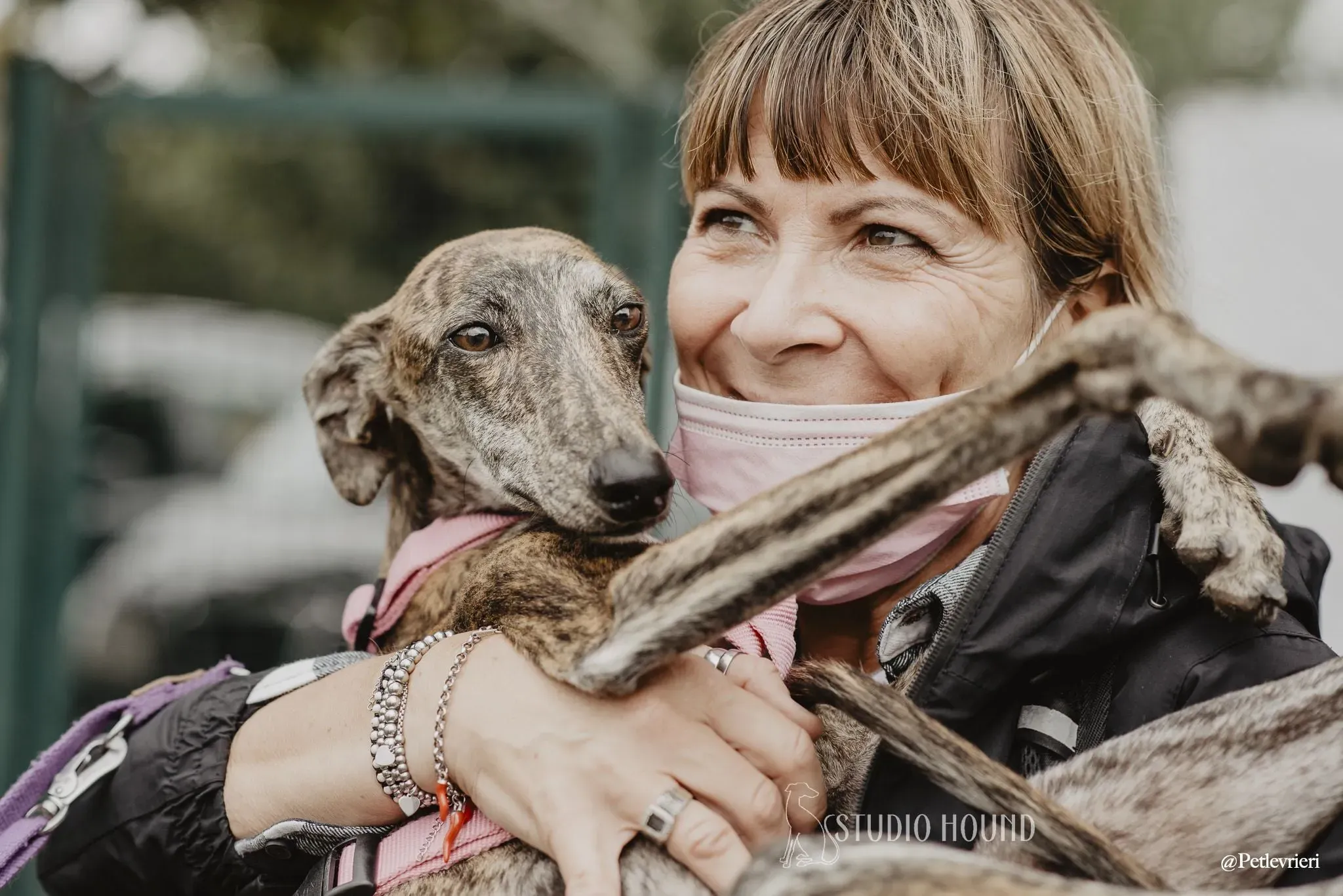 Sara adozione levrieri galgo 21