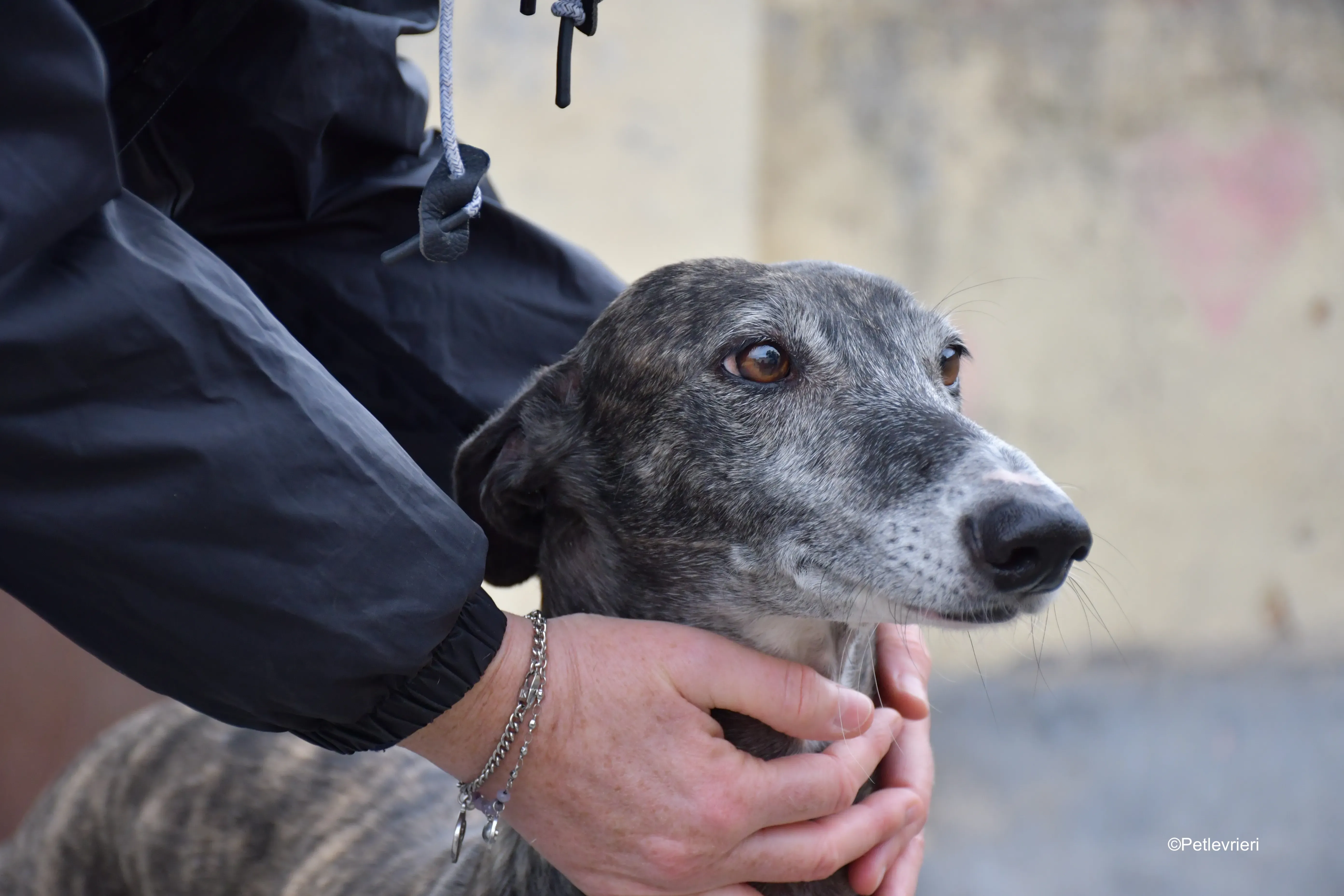 Sara adozione levrieri galgo 4