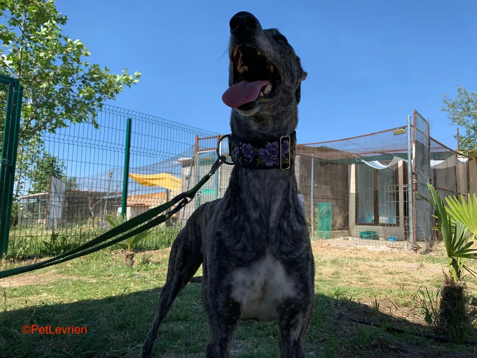 Sara adozione levrieri galgo 6