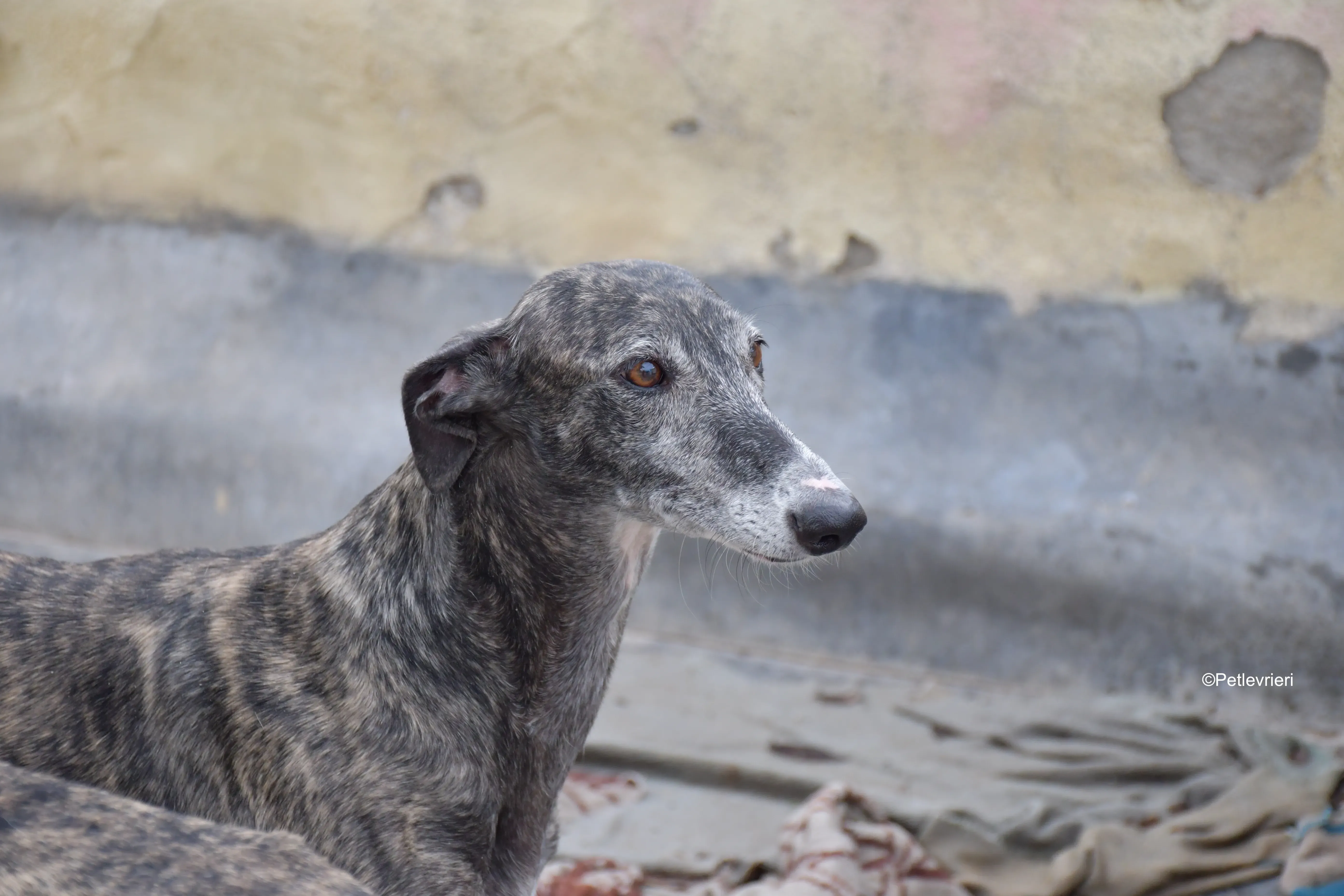 Sara adozione levrieri galgo 7