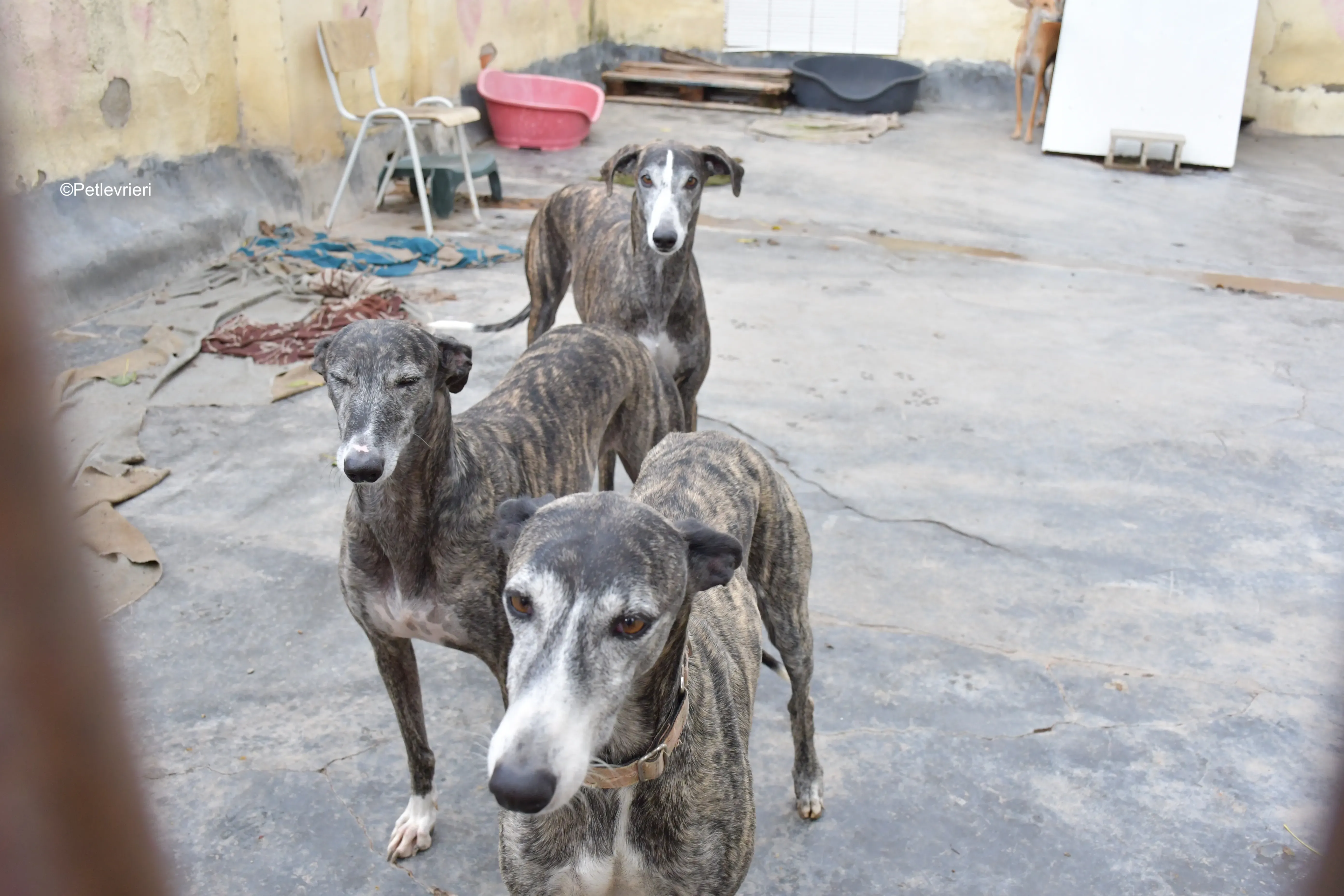 Sara adozione levrieri galgo 9