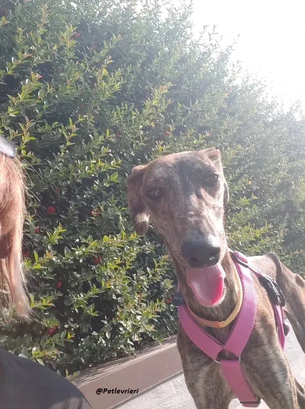 Sara galgo fosterhome adozione levrieri 1