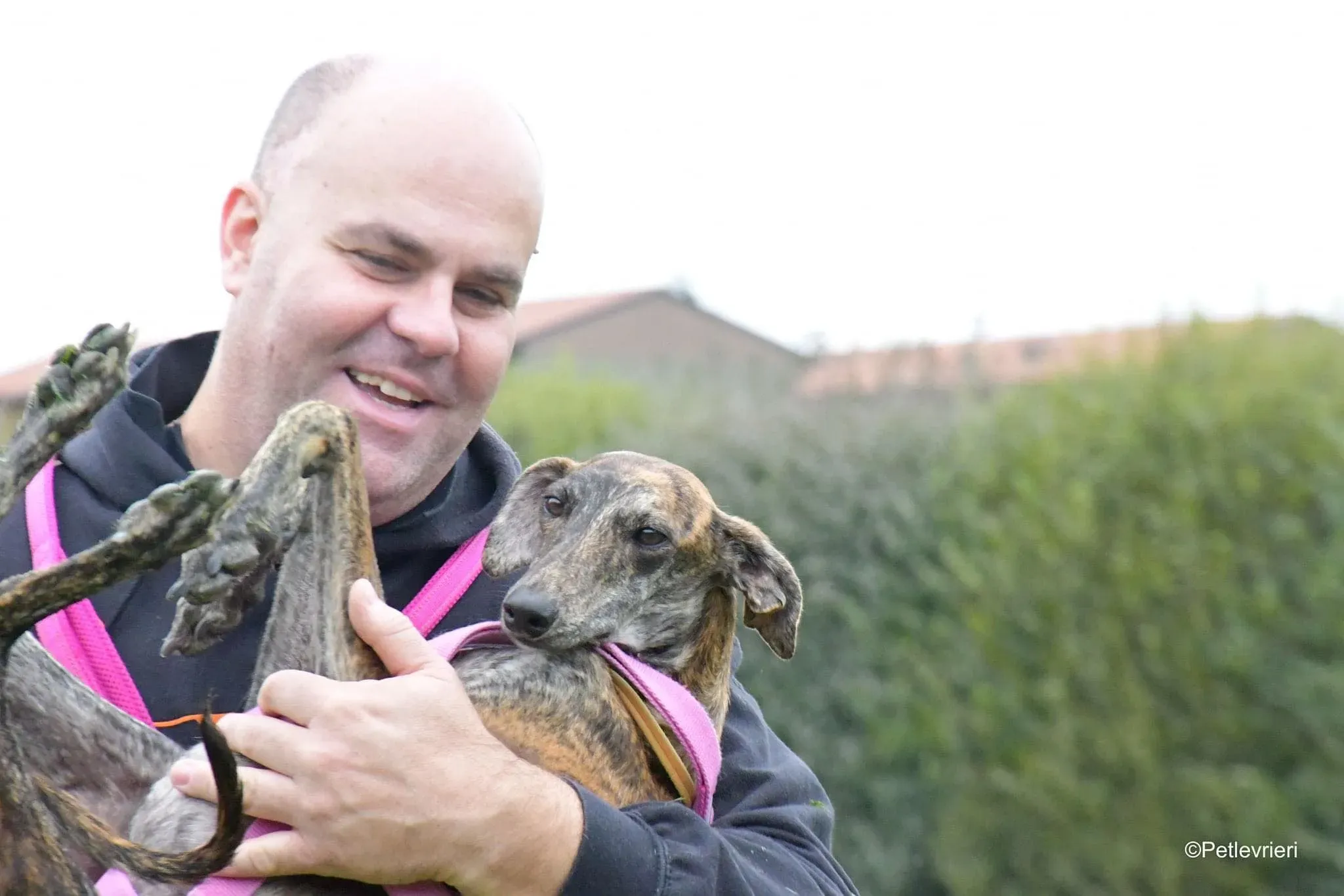 Sara galgo fosterhome adozione levrieri 11