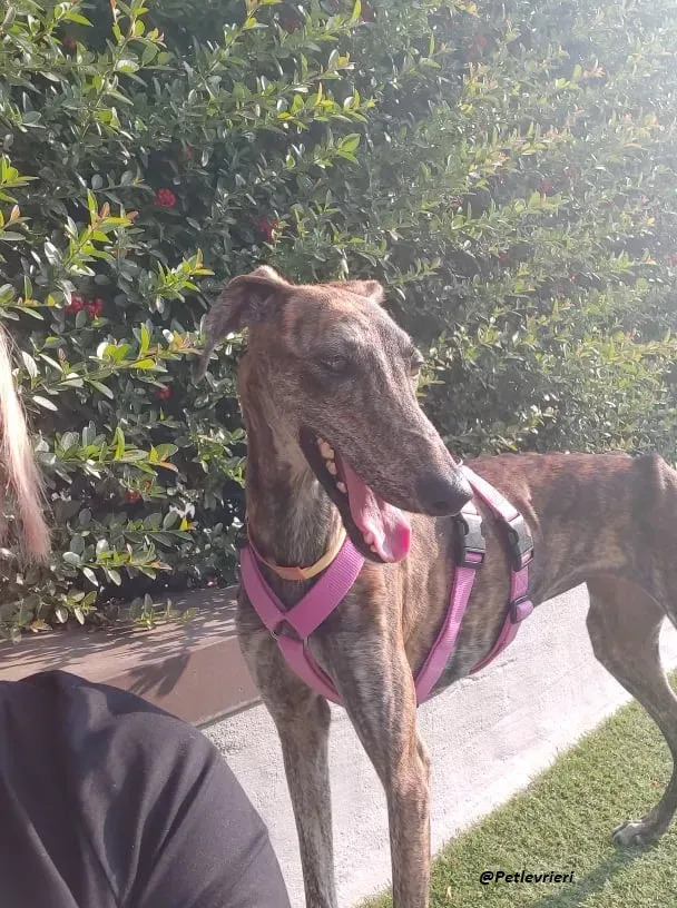 Sara galgo fosterhome adozione levrieri 2