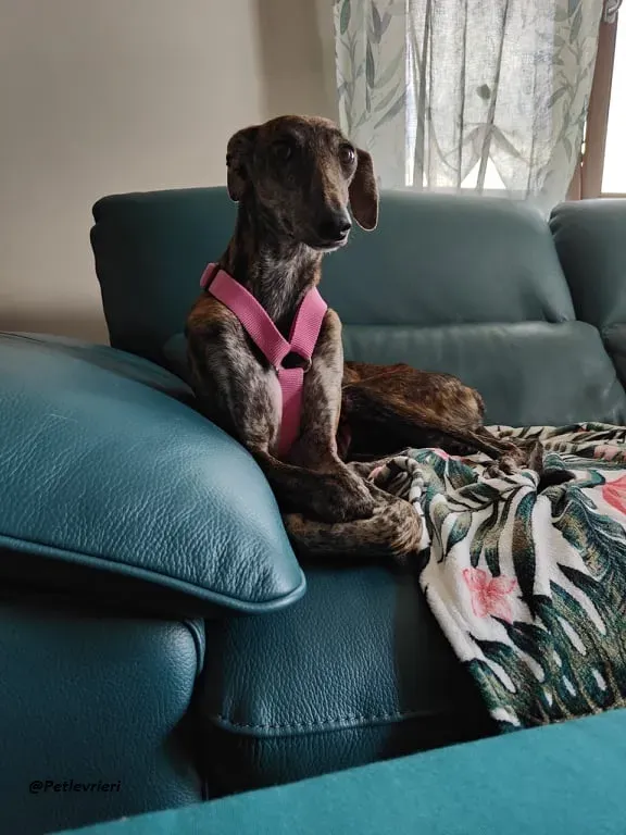 Sara galgo fosterhome adozione levrieri 3