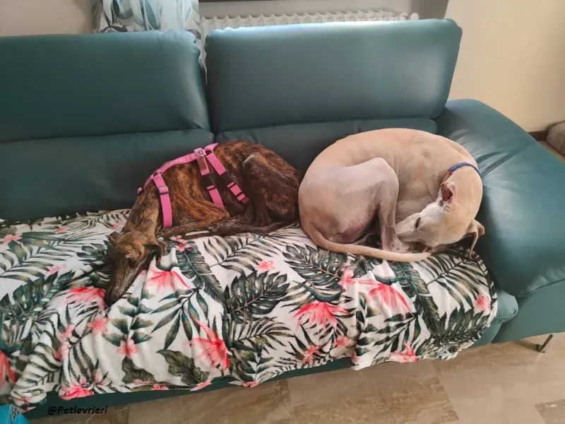 Sara galgo fosterhome adozione levrieri 4