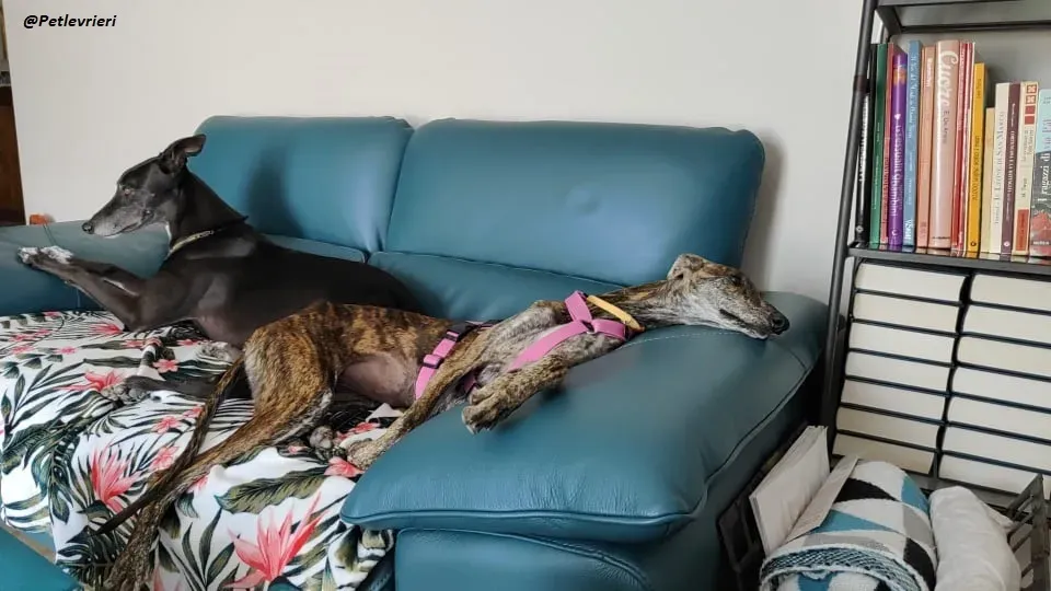 Sara galgo fosterhome adozione levrieri 5