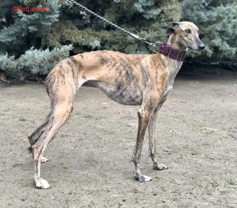 Sarabi adozione levrieri galgo 1 e1614851344114