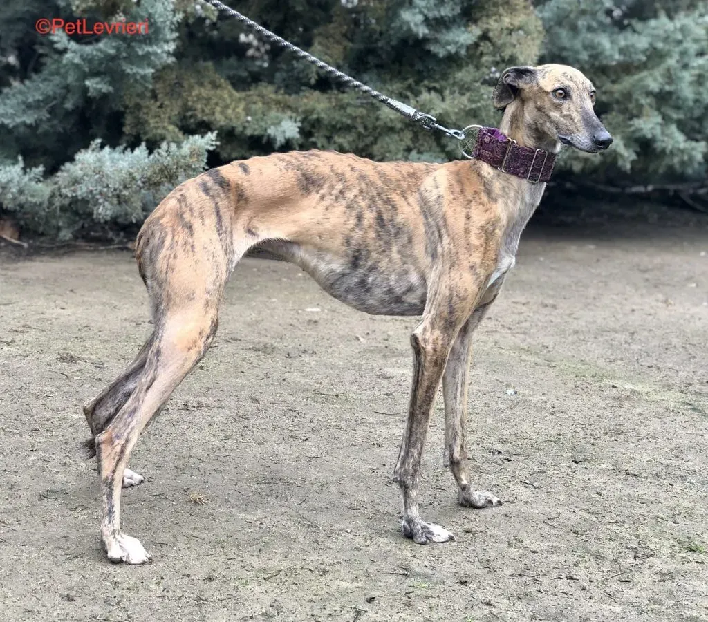 Sarabi adozione levrieri galgo 1
