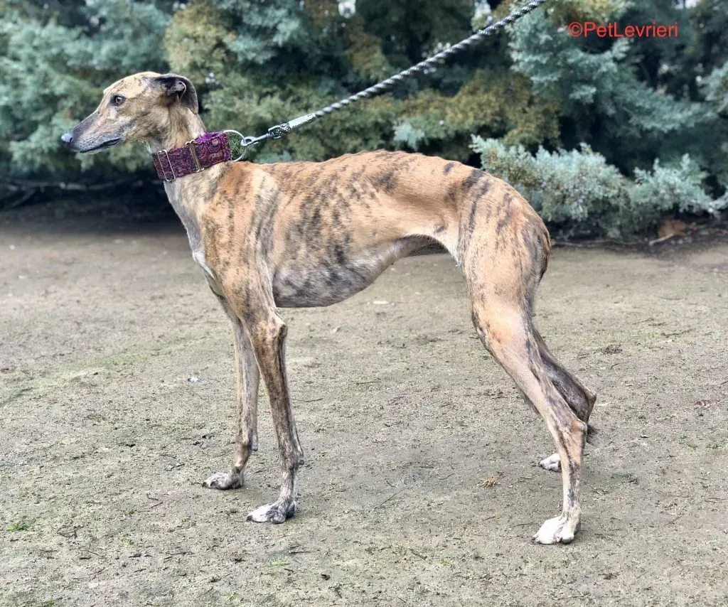 Sarabi adozione levrieri galgo 2