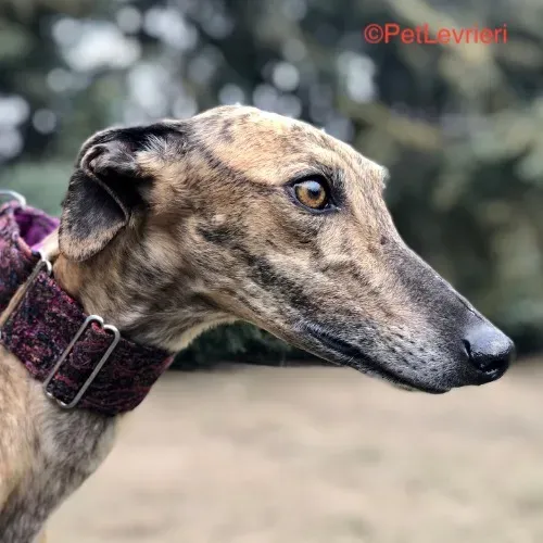 Sarabi adozione levrieri galgo 3