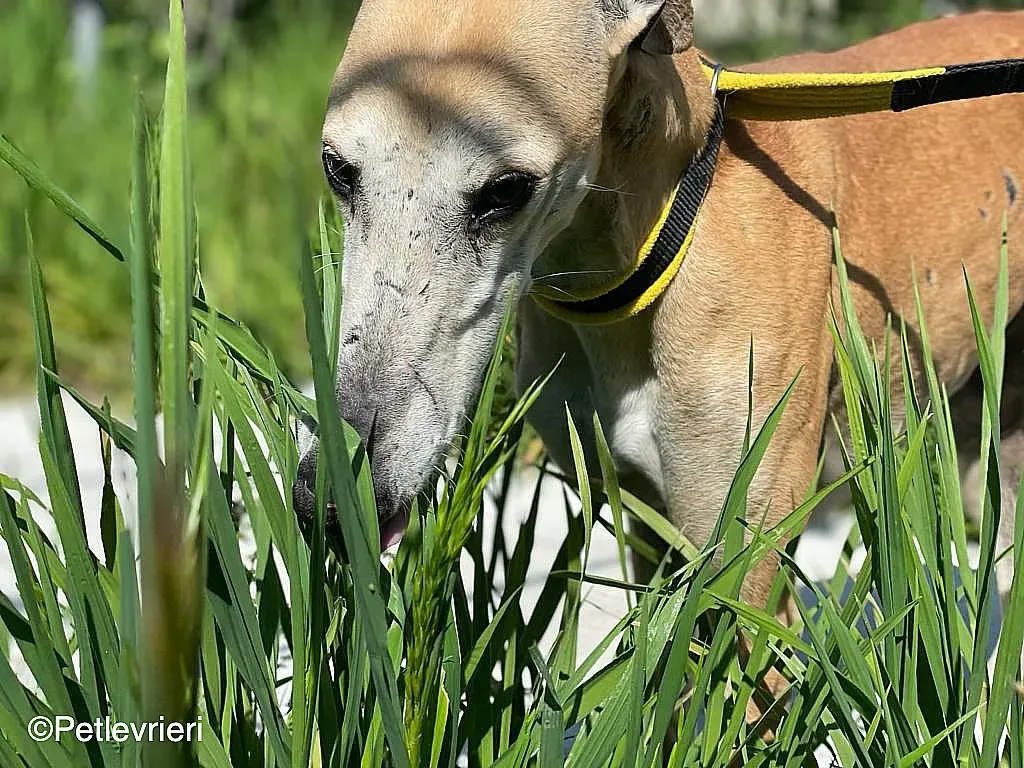 Sarabichip8240 adozione levrieri galgo 01