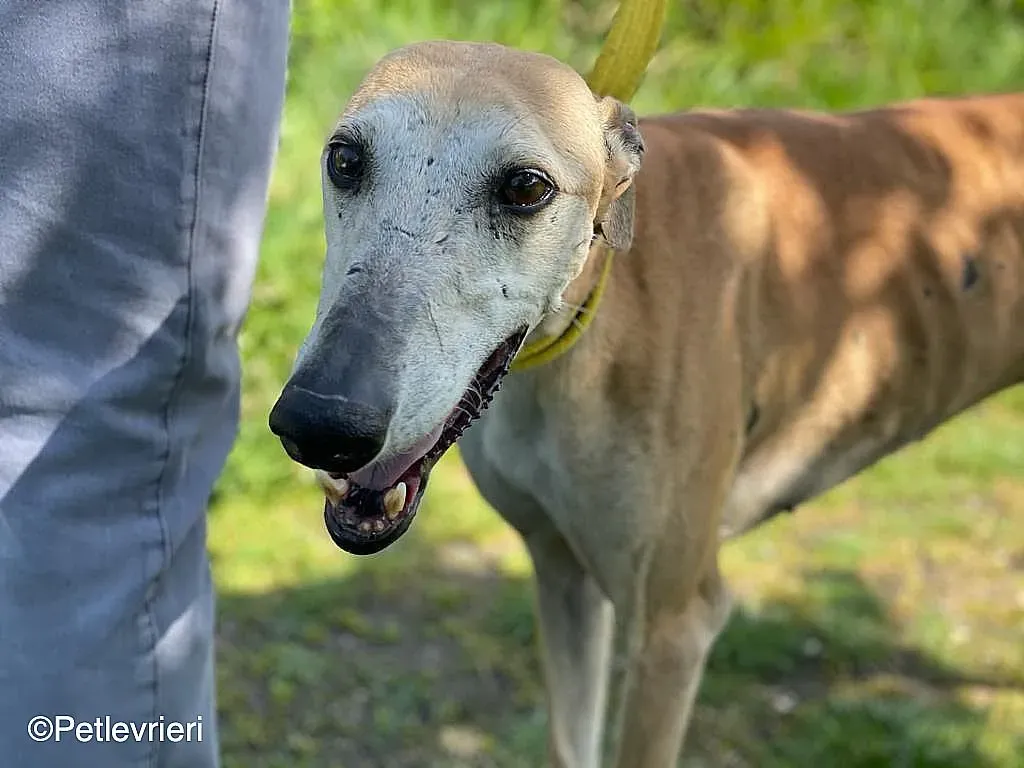 Sarabichip8240 adozione levrieri galgo 02