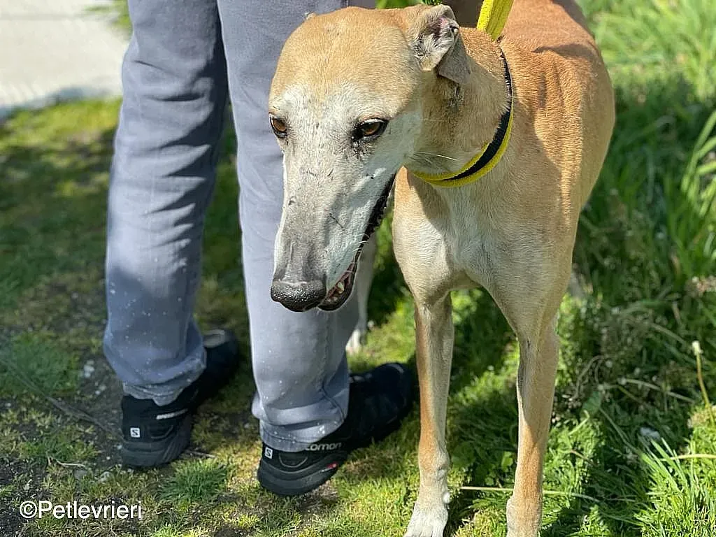 Sarabichip8240 adozione levrieri galgo 03