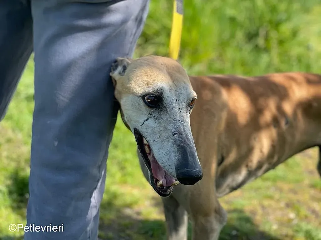 Sarabichip8240 adozione levrieri galgo 04