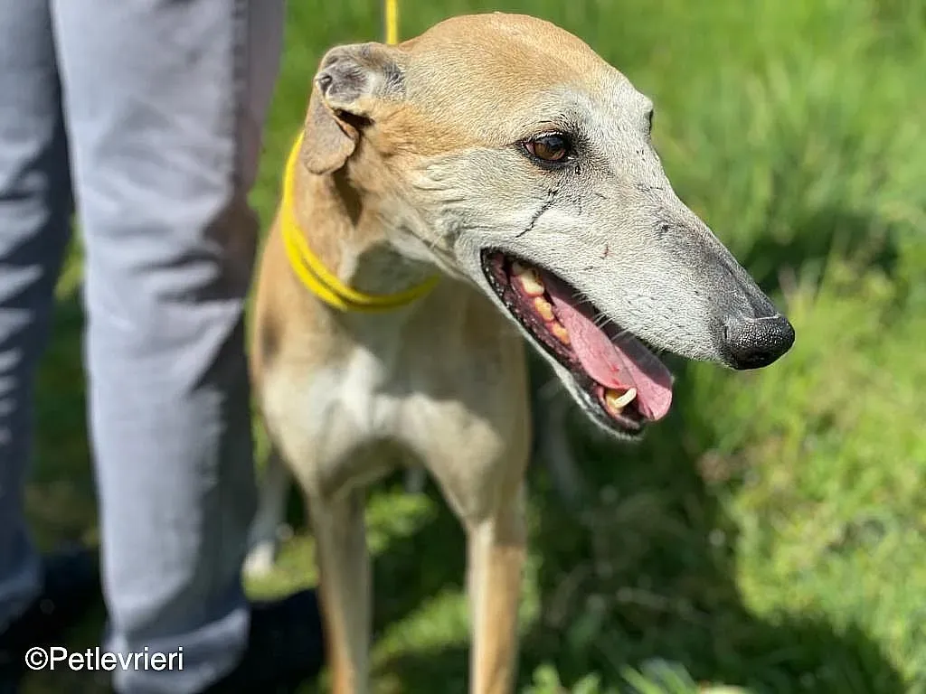 Sarabichip8240 adozione levrieri galgo 05