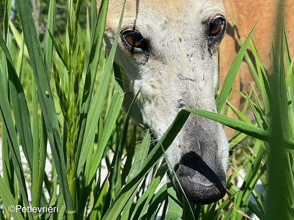 Sarabichip8240 adozione levrieri galgo 06