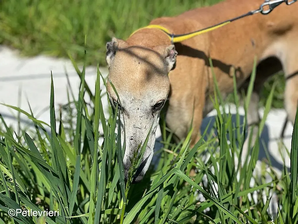 Sarabichip8240 adozione levrieri galgo 07