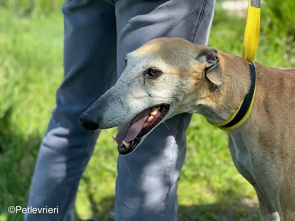 Sarabichip8240 adozione levrieri galgo 08