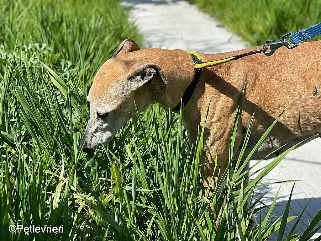 Sarabichip8240 adozione levrieri galgo 09