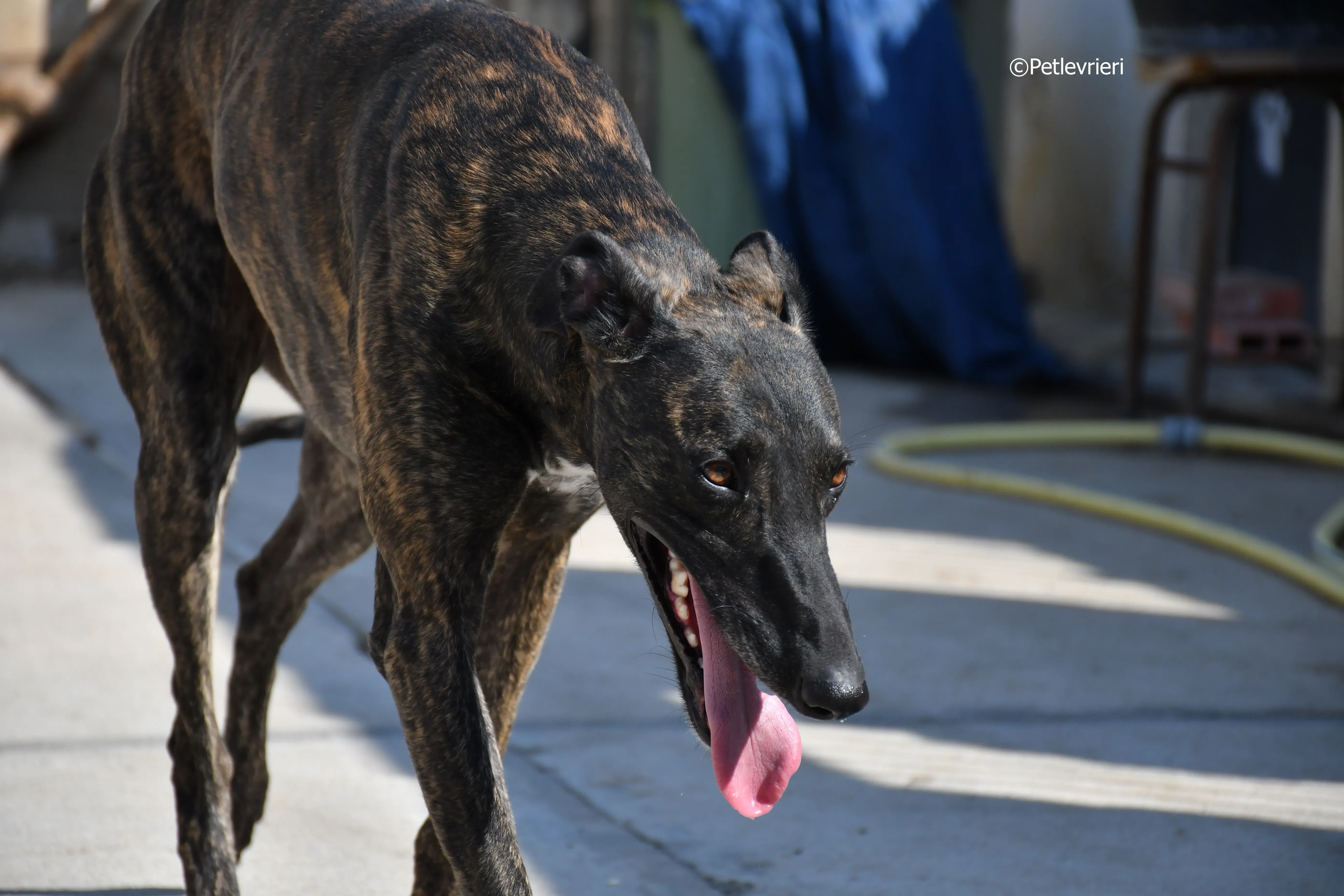 Sardino adozione levrieri galgo 12