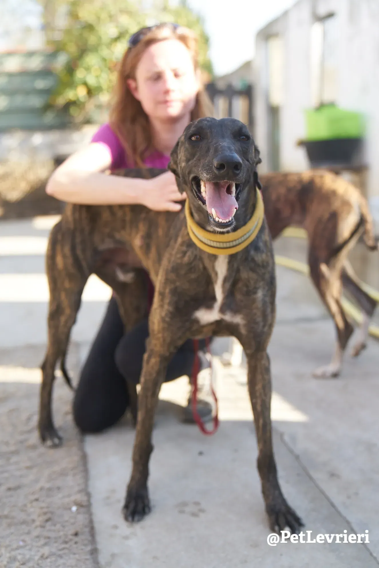 Sardino adozione levrieri galgo 14