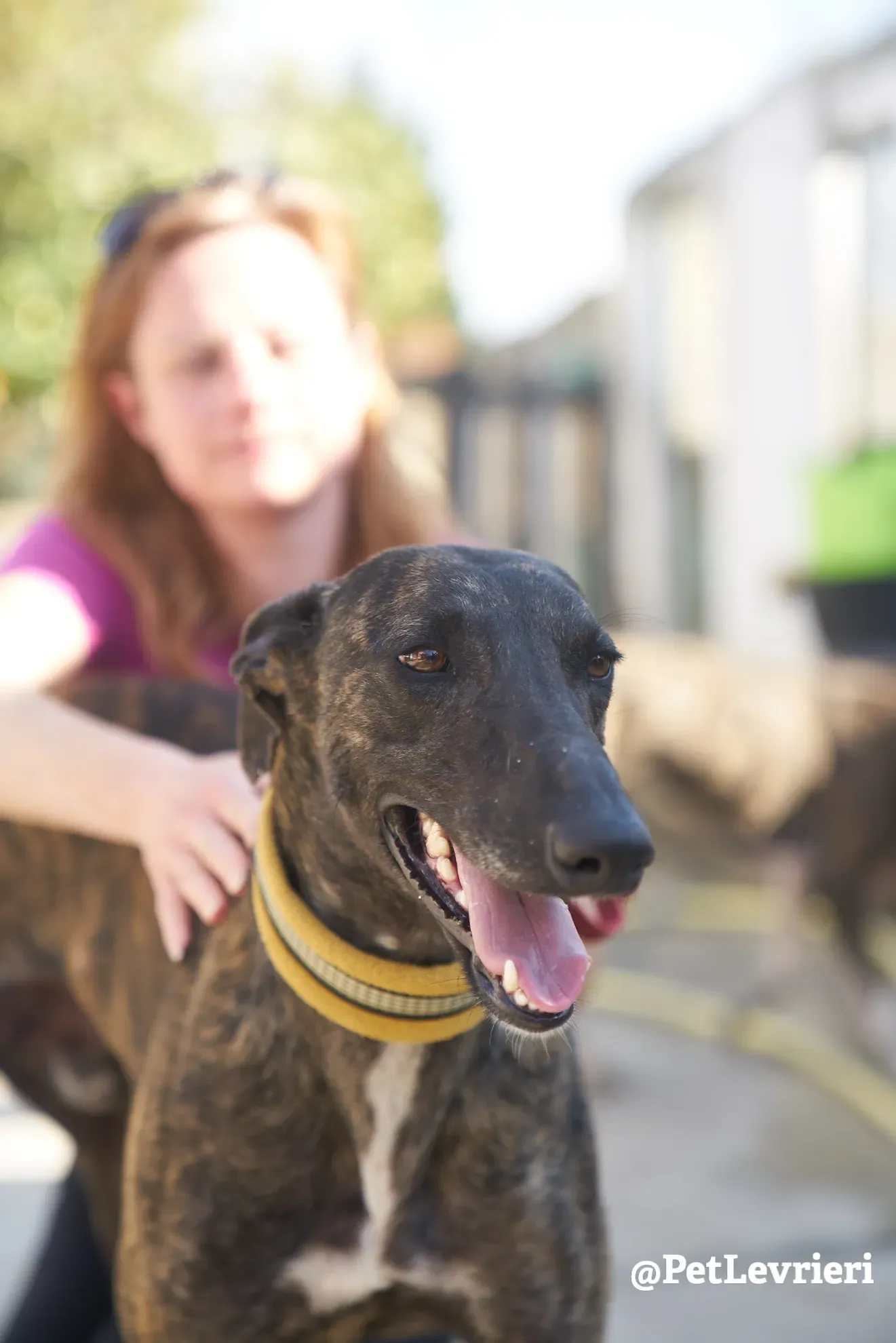 Sardino adozione levrieri galgo 15