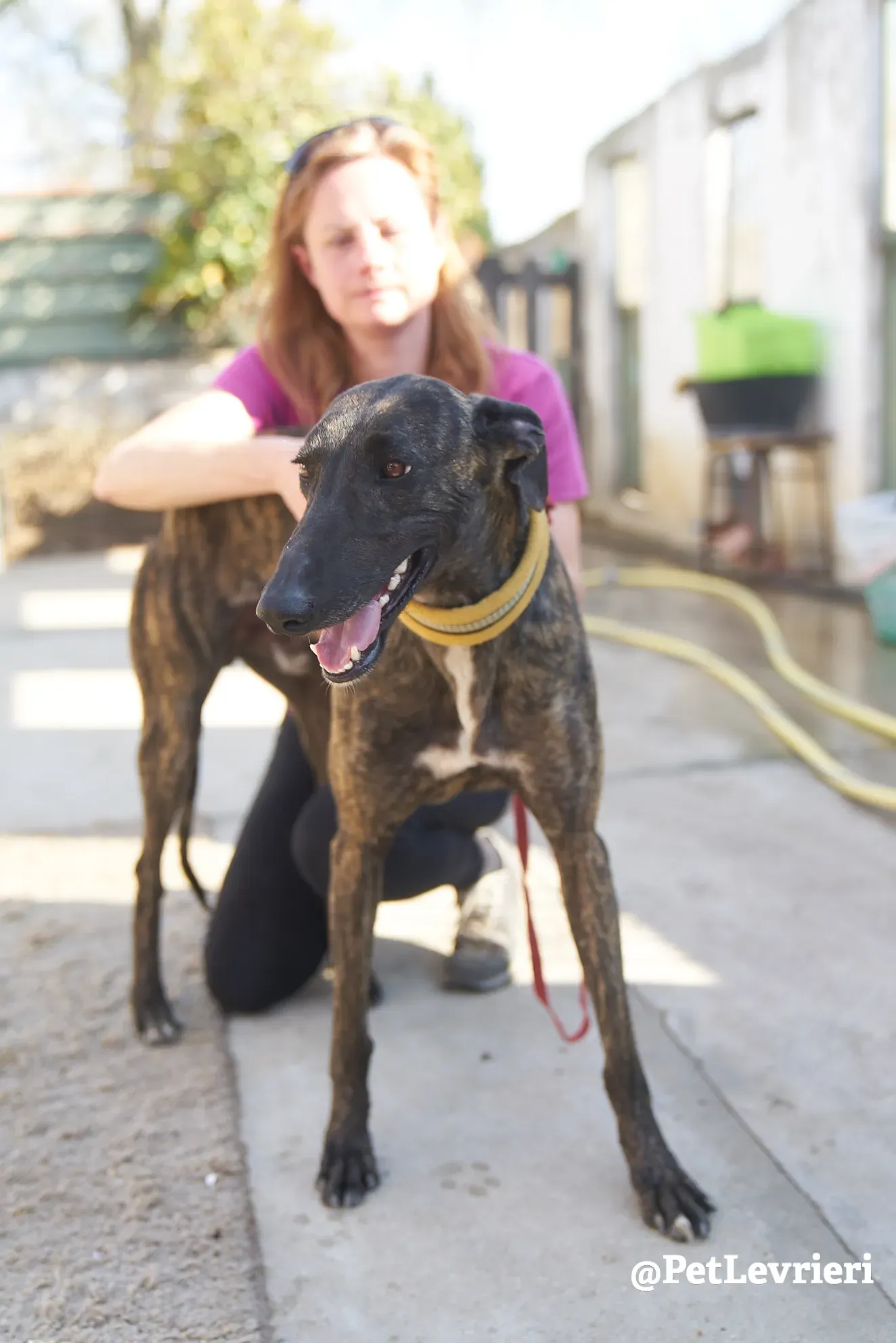 Sardino adozione levrieri galgo 16