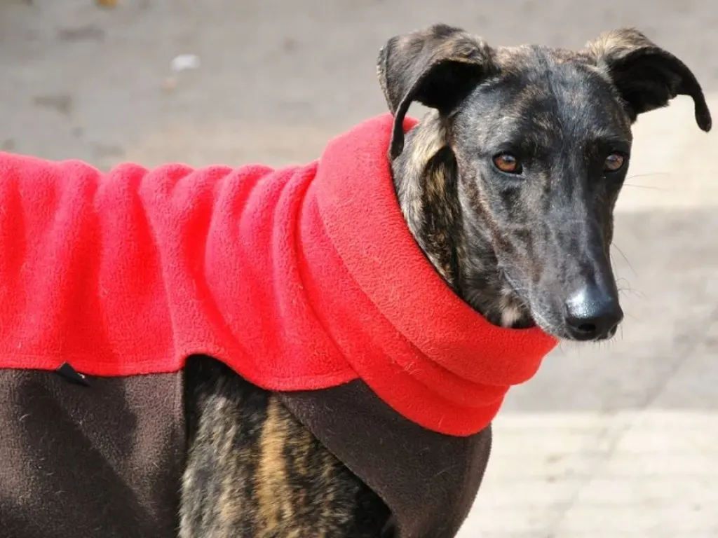 Sardino adozione levrieri galgo 17