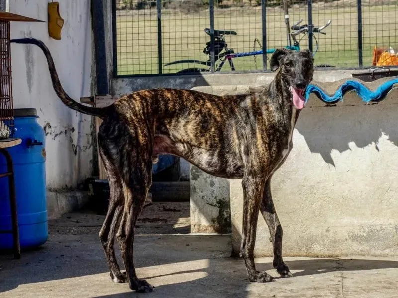 Sardino adozione levrieri galgo 19 e1555433834851