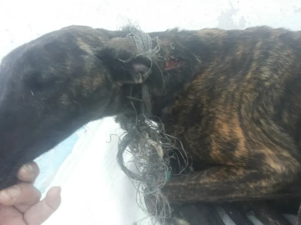 Sardino adozione levrieri galgo 21