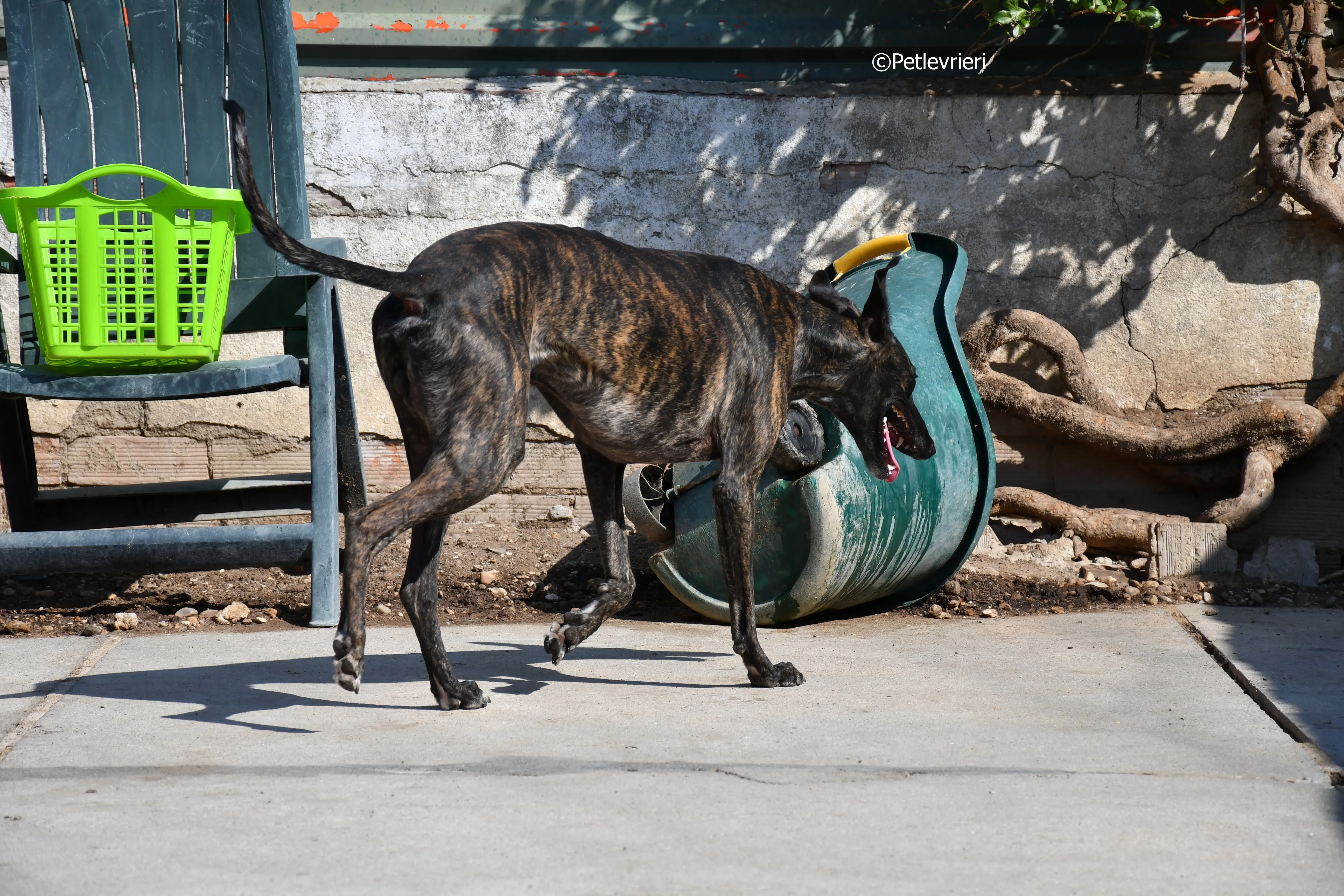 Sardino adozione levrieri galgo 5