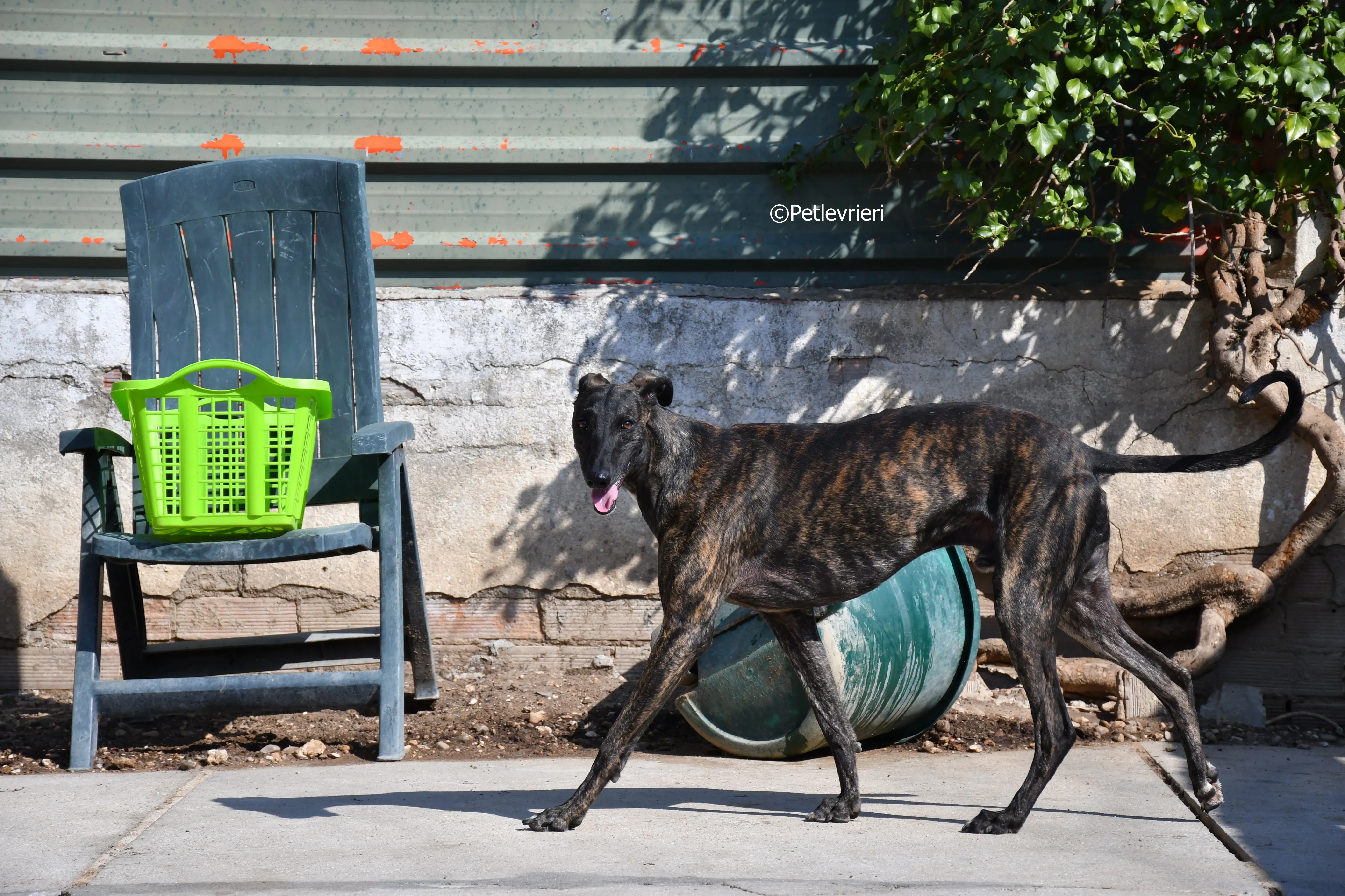 Sardino adozione levrieri galgo 6