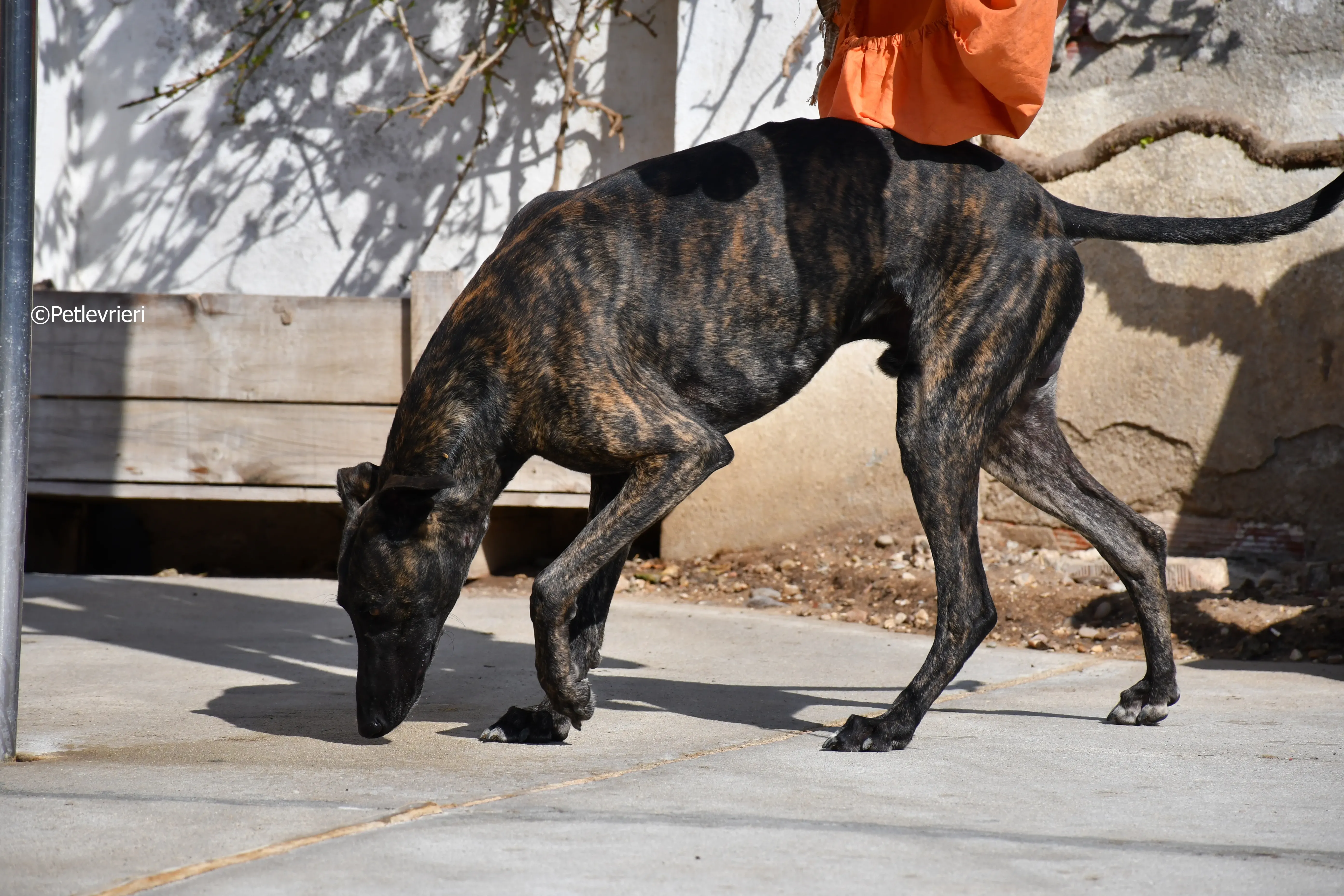 Sardino adozione levrieri galgo 7
