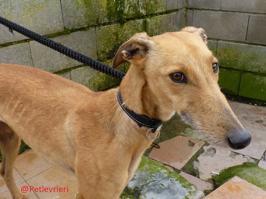 Saskia adozione levrieri galgo 01
