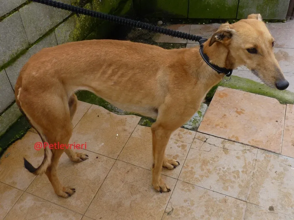 Saskia adozione levrieri galgo 02