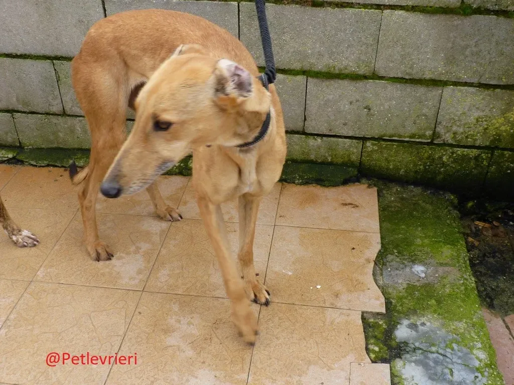 Saskia adozione levrieri galgo 03