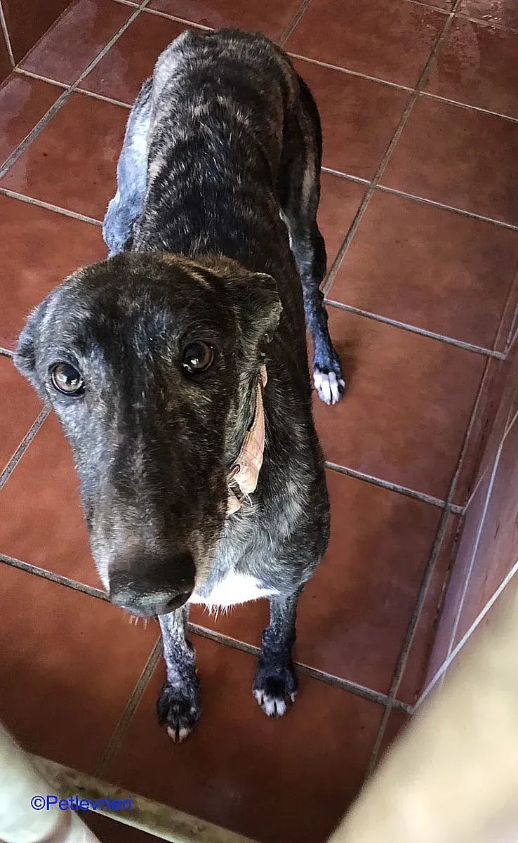 Sauce adozione levrieri galgo 01