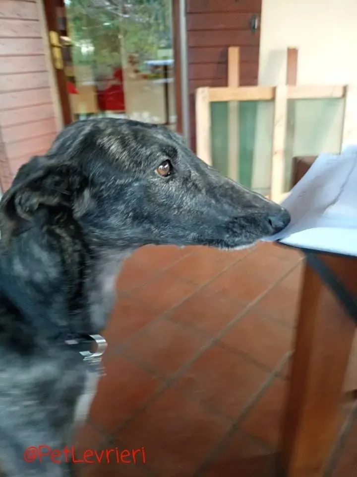 Sauce adozione levrieri galgo 02 1
