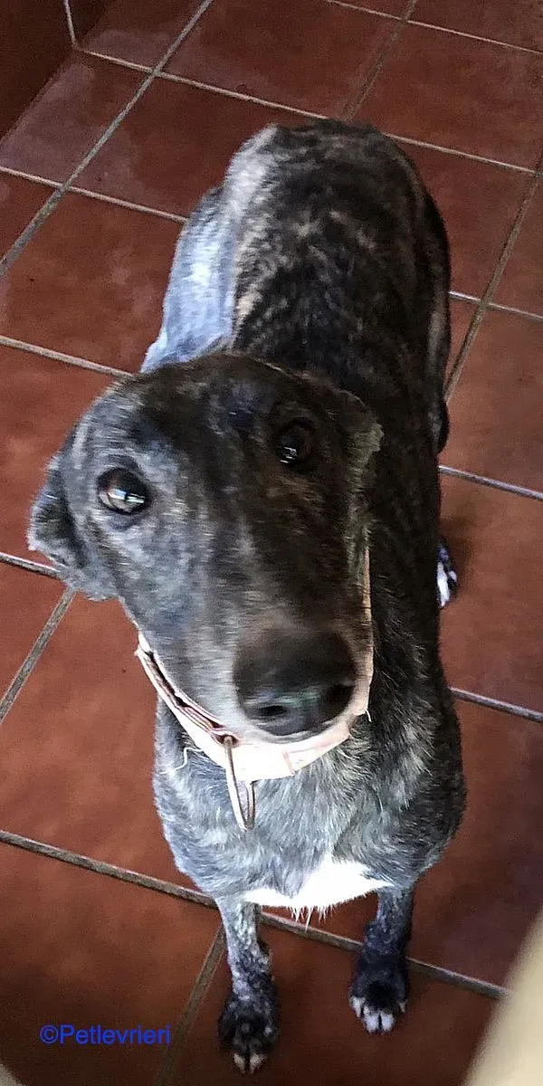 Sauce adozione levrieri galgo 02