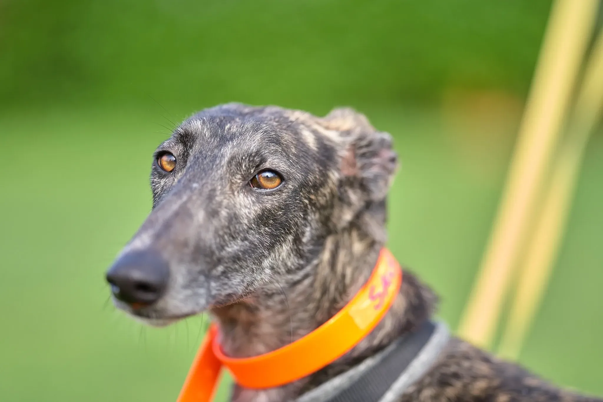 Sauce adozione levrieri galgo 03 1