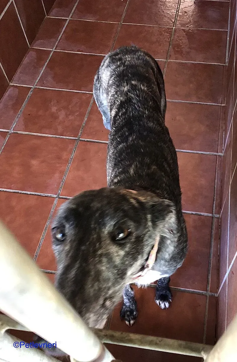 Sauce adozione levrieri galgo 03